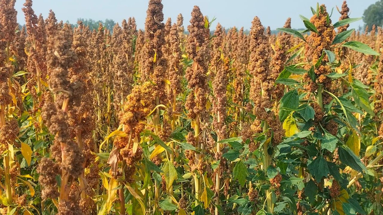 পঞ্চগড়ে চাষ হচ্ছে সুপার ফুডখ্যাত কিনোয়া