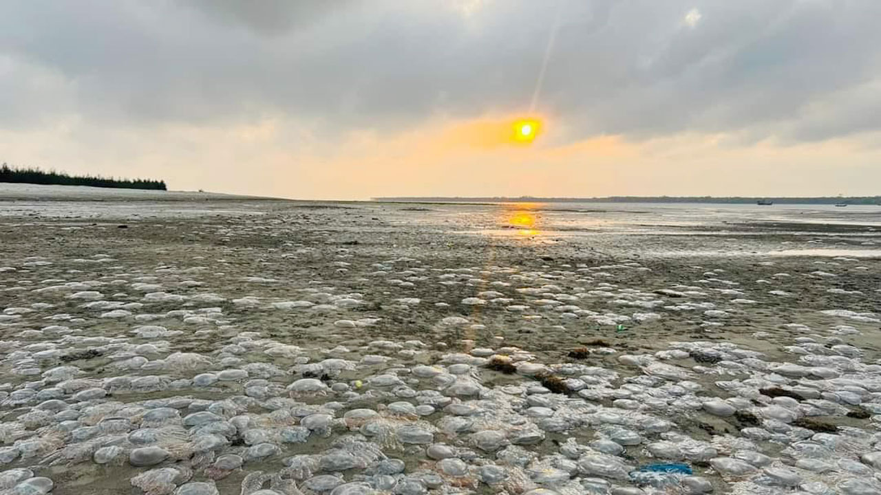 কুয়াকাটা সৈকতে ভেসে আসছে মৃত জেলিফিশ