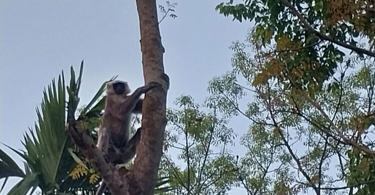 ফুলবাড়ীতে খাবারের খোঁজে লোকালয়ে হনুমান