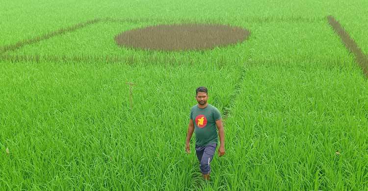 স্বাধীনতার মাসে জাতীয় পতাকার আদলে ধানক্ষেত গড়লেন শিক্ষক