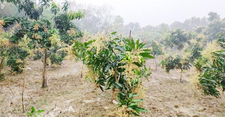 চৈত্রের বৃষ্টিতে আশা-নিরাশায় আম চাষিরা