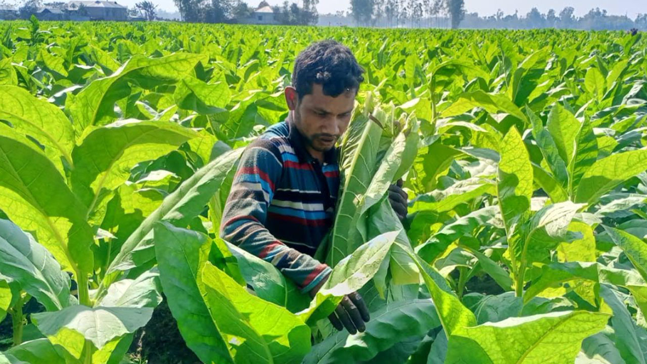 তামাকের বিষে কমছে জমির উর্বরতা, বাড়ছে স্বাস্থ্যঝুঁকি