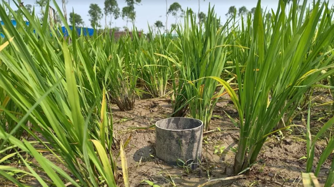 সিরাজগঞ্জে ধানচাষে এডব্লিউডি প্রযুক্তি ব্যবহারে লাভবান হচ্ছেন কৃষক, সাশ্রয় হচ্ছে বিদ্যুৎ ও জ্বালানি খরচ