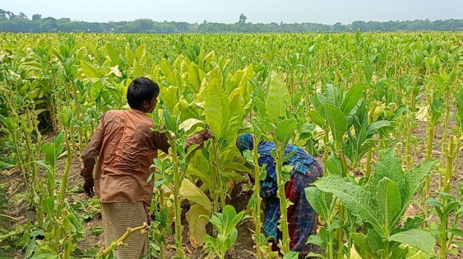 তামাকে বিষ, তবুও ঝুঁকছেন কৃষক