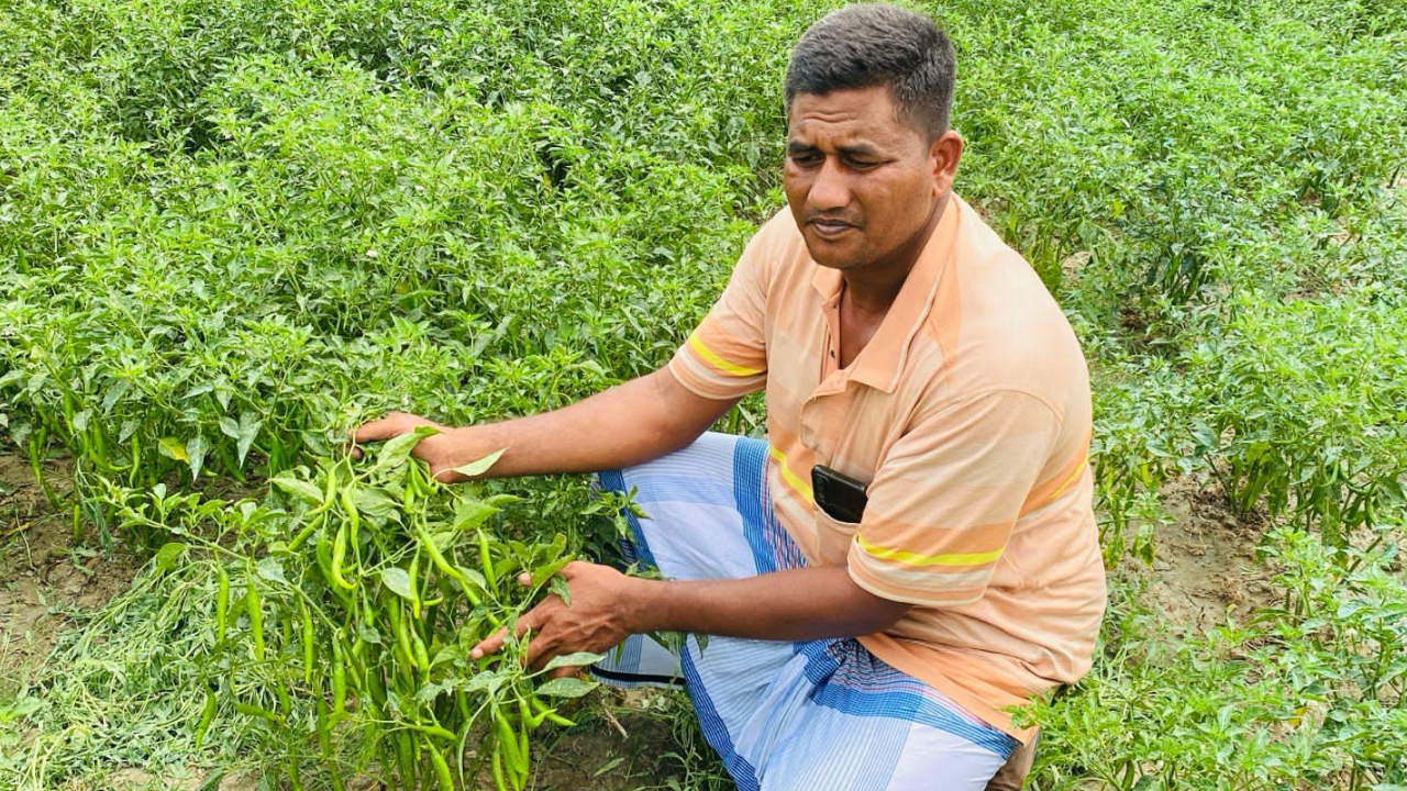 বিজলী প্লাস মরিচ চাষে নিঝুমদ্বীপের কেফায়েতের বাজিমাত