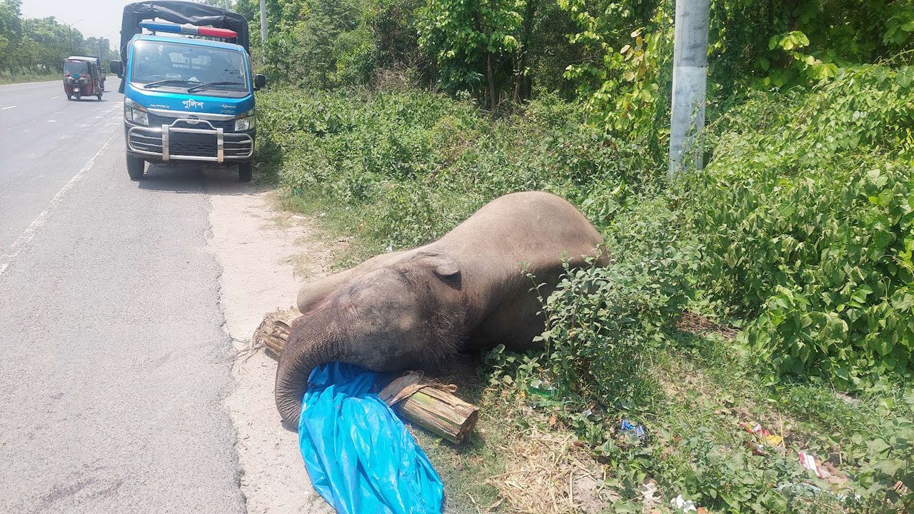 গাজীপুরে মহাসড়কের পাশ থেকে হাতির মরদেহ উদ্ধার