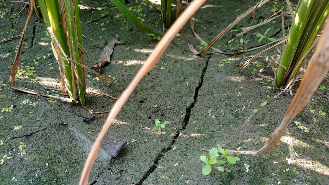 ঘন ঘন লোডশেডিং, পানির অভাবে ধানখেতে ফাটল