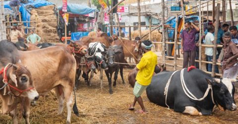 ইজারা শোধ না করেই গাবতলী পশুহাট দখল করায় ডিপজলের বিরুদ্ধে অভিযোগ