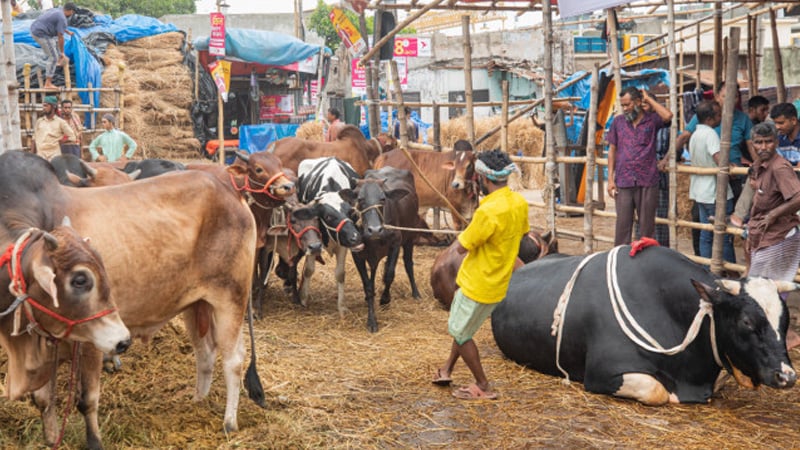 ইজারা শোধ না করেই গাবতলী পশুহাট দখল করায় ডিপজলের বিরুদ্ধে অভিযোগ