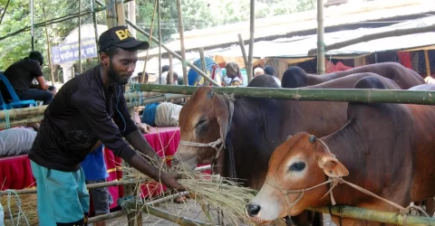 রাজধানীর ২২ স্থানে বসতে পারে কোরবানির পশুর হাট