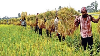 হাওরের ৯৭ শতাংশ বোরো ধান কাটা শেষ