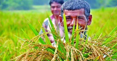 সংশোধিত বাজেটে কৃষি খাতে ভর্তুকি ৮ হাজার কোটি টাকা বেড়েছে