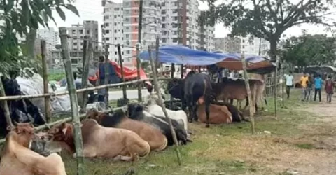 আফতাবনগরে গরুর হাট বসানো যাবে না: হাইকোর্ট