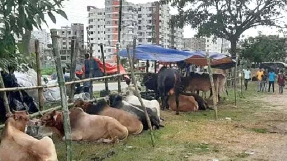 আফতাবনগরে গরুর হাট বসানো যাবে না: হাইকোর্ট