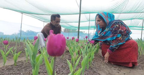 ফুল চাষে রপ্তানি আয় বাড়ছে