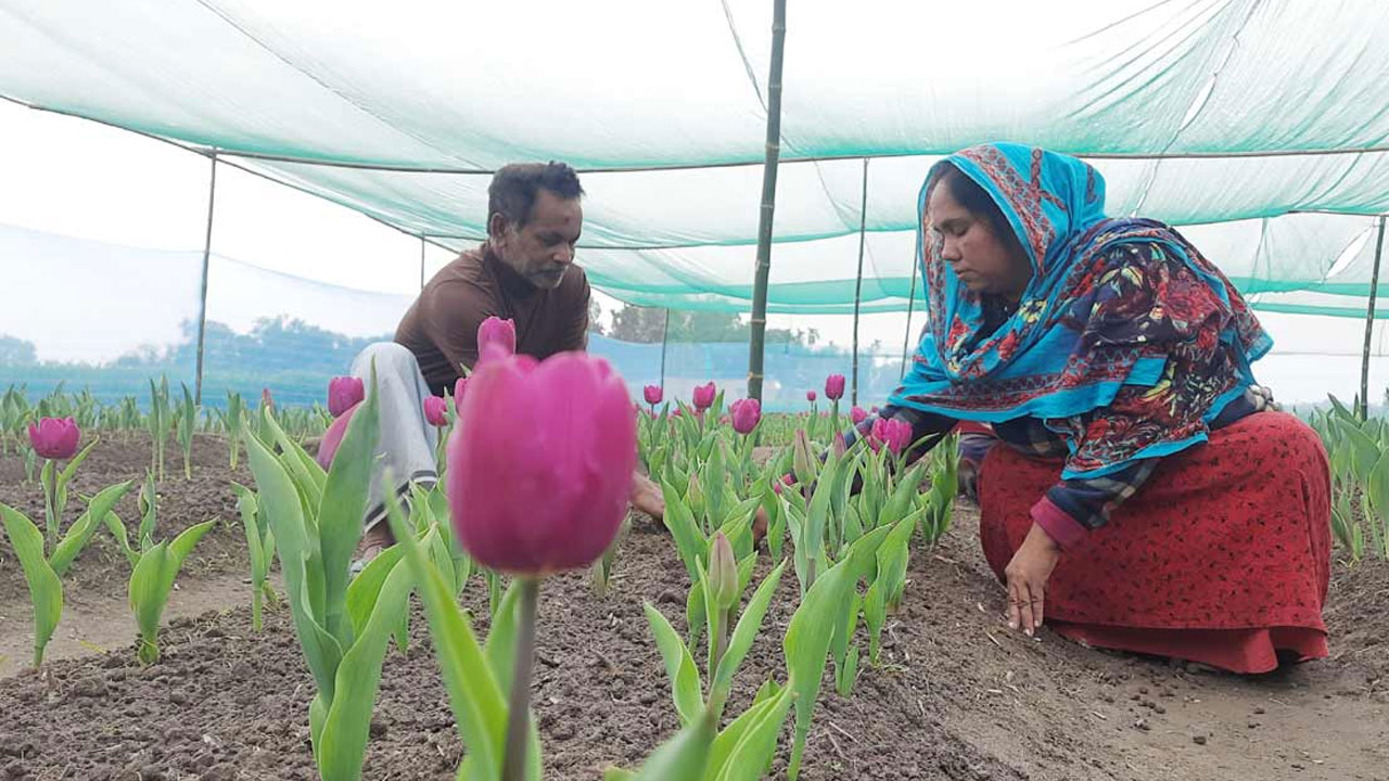 ফুল চাষে রপ্তানি আয় বাড়ছে