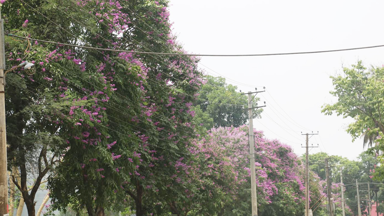 জারুল ফুলের বেগুনি রঙে সেজেছে রাবি ক্যাম্পাস