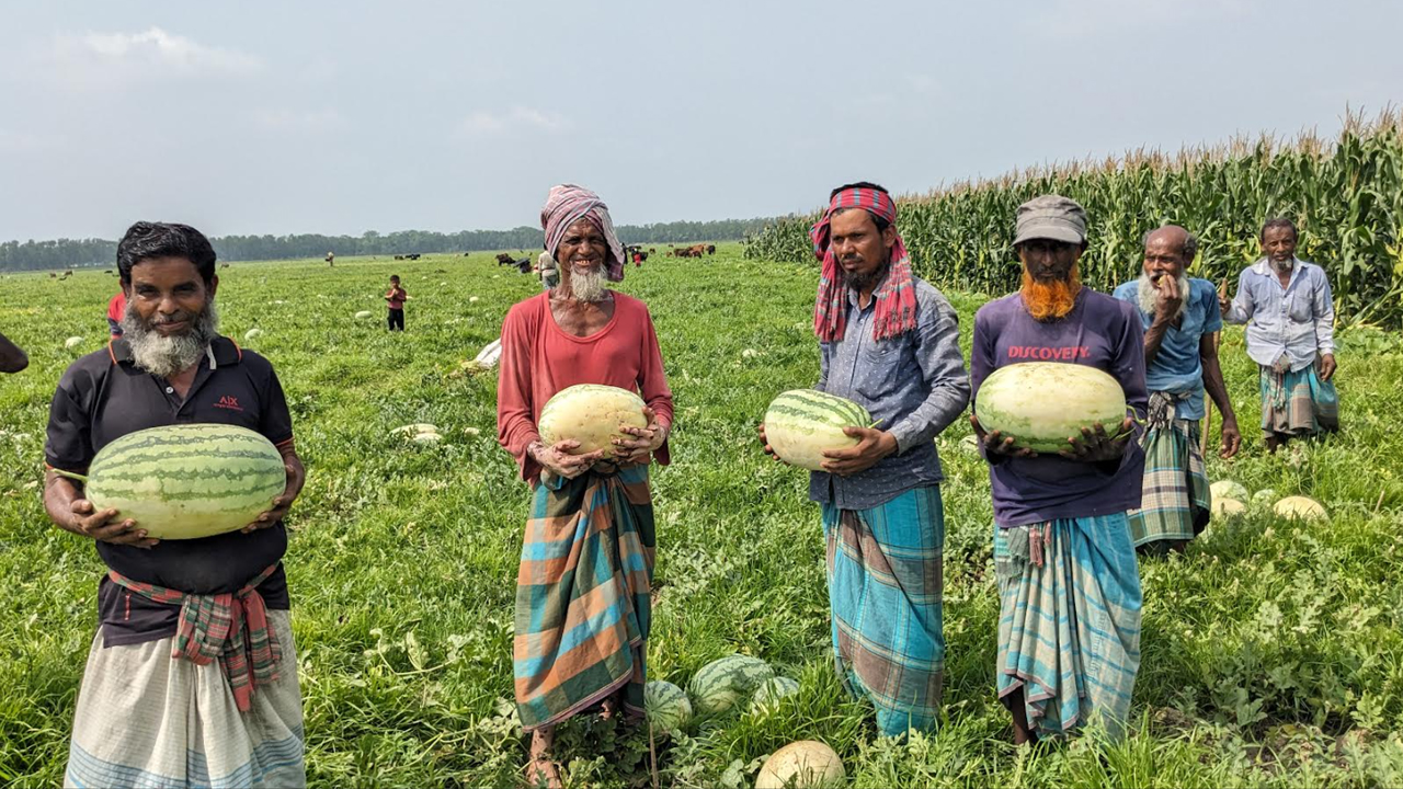 বাগেরহাটে তরমুজের বাম্পার ফলন, দামে খুশি চাষিরা