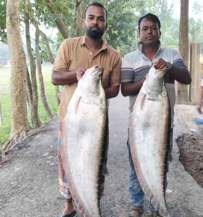 দিঘিতে মিলল ২২ কেজির চিতল, ২২ হাজারে বিক্রি