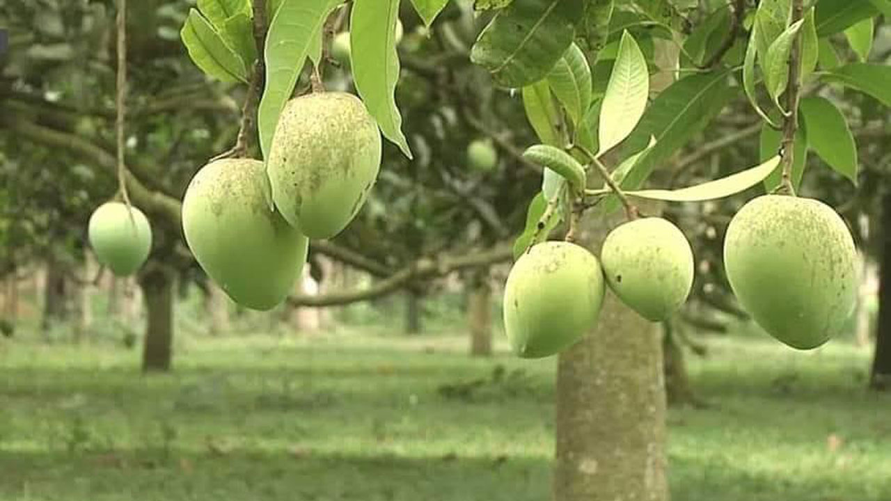 ২০ জুন থেকে মিলবে হাঁড়িভাঙ্গা আম, সংরক্ষণে গবেষণার দাবি চাষিদের