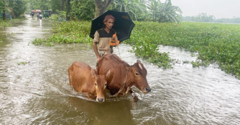 পাঁচ জেলার বন্যা পরিস্থিতি স্বাভাবিক, ফেনীসহ চার জেলায় উন্নতি