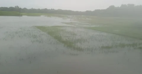 পদ্মার প্রবেশমুখে ২৪ ঘণ্টায় পানি বেড়েছে ৭ সেন্টিমিটার