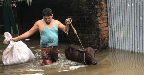 ফেনীতে বন্যায় প্রাণিসম্পদে ক্ষতি ৩৯৬ কোটি টাকা