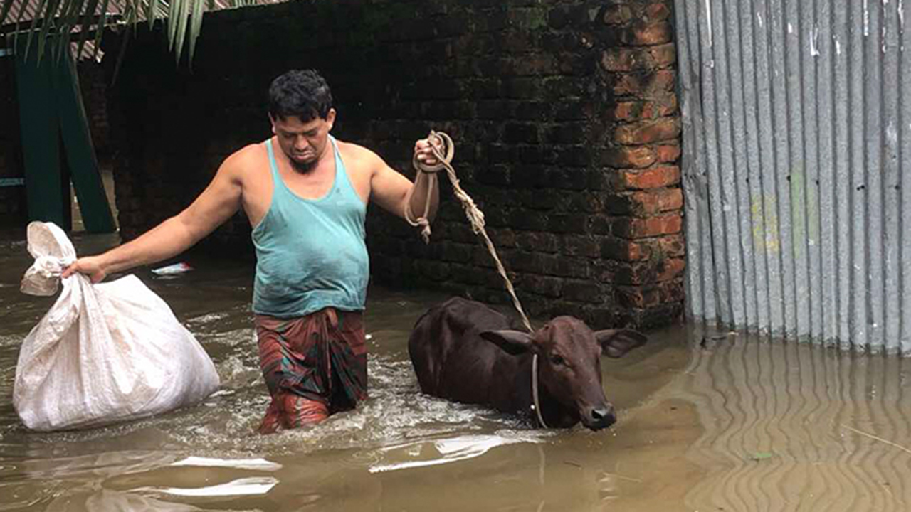 ফেনীতে বন্যায় প্রাণিসম্পদে ক্ষতি ৩৯৬ কোটি টাকা