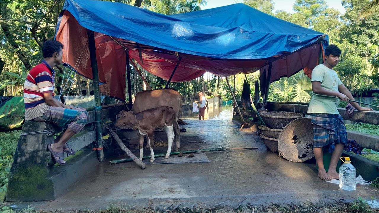 লক্ষ্মীপুরে বন্যায় প্রাণিসম্পদে ৮ কোটি ৬৫ লাখ টাকার ক্ষতি