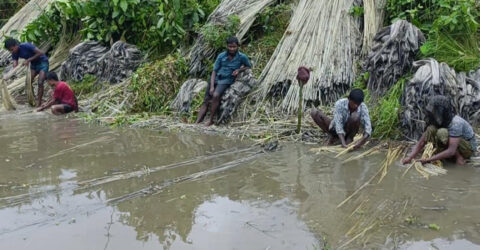 কুড়িগ্রামে বন্যা-খরায় পাটের আবাদে ব্যাপক ক্ষতি