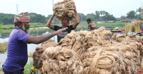 সোনালি আঁশের পরিচর্যা