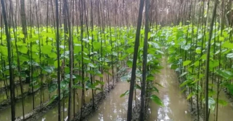 বন্যায় পানচাষিদের ব্যাপক ক্ষতি