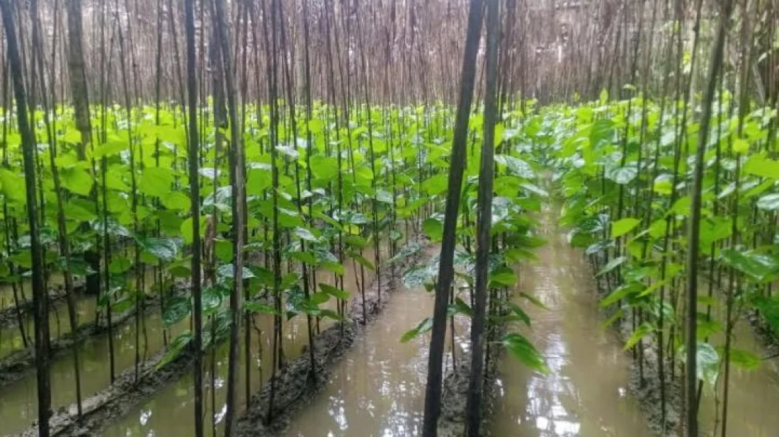 বন্যায় পানচাষিদের ব্যাপক ক্ষতি