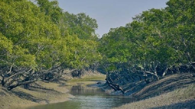 তিন মাস পর খুলল সুন্দরবনের দুয়ার