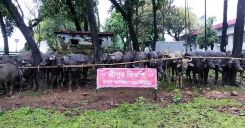 সিলেটে অর্ধকোটি টাকার চোরাই মহিষ আটক