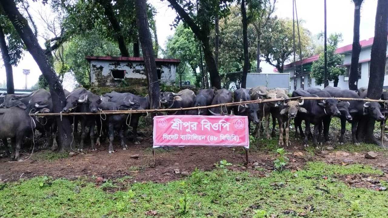 সিলেটে অর্ধকোটি টাকার চোরাই মহিষ আটক