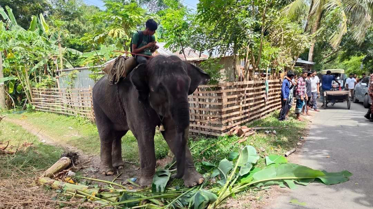 কোটালিপাড়ায় হাতির পায়ে পিষ্ট হয়ে মাহুতের মৃত্যু