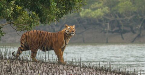 সুন্দরবনের বাঘের সংখ্যা জানা যাবে এই সেপ্টেম্বরে