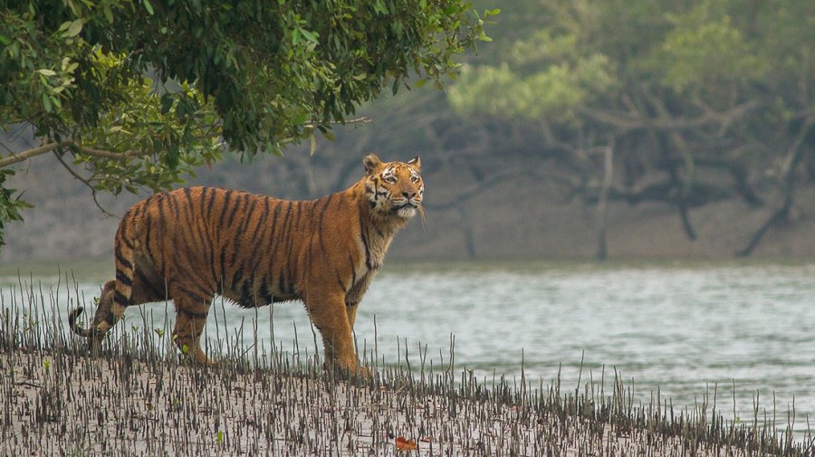 সুন্দরবনের বাঘের সংখ্যা জানা যাবে এই সেপ্টেম্বরে