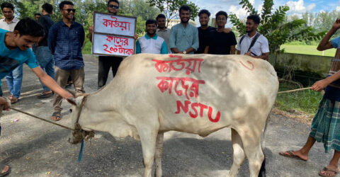 গরু-খাসি জবাই করে নোবিপ্রবি শিক্ষার্থীদের বিজয়-২৪ উদ্‌যাপন