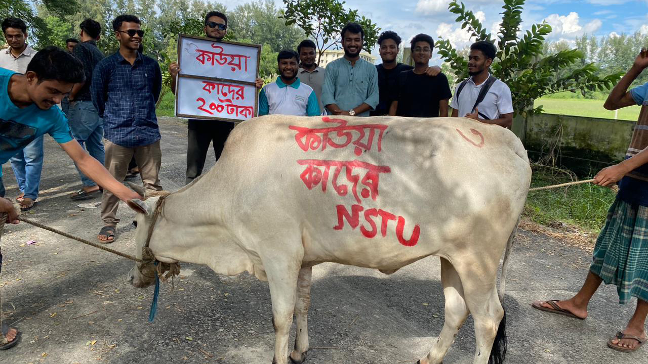 গরু-খাসি জবাই করে নোবিপ্রবি শিক্ষার্থীদের বিজয়-২৪ উদ্‌যাপন