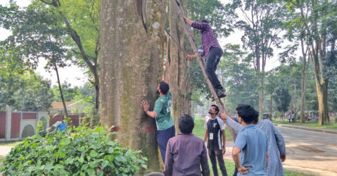 রাবি ক্যাম্পাসের গাছ থেকে পেরেক-সাইনবোর্ড তুললেন স্বেচ্ছাসেবীরা