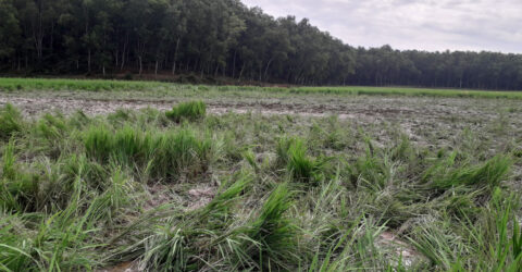 বন্যহাতির তাণ্ডবে আমন ফসলের ব্যাপক ক্ষতি