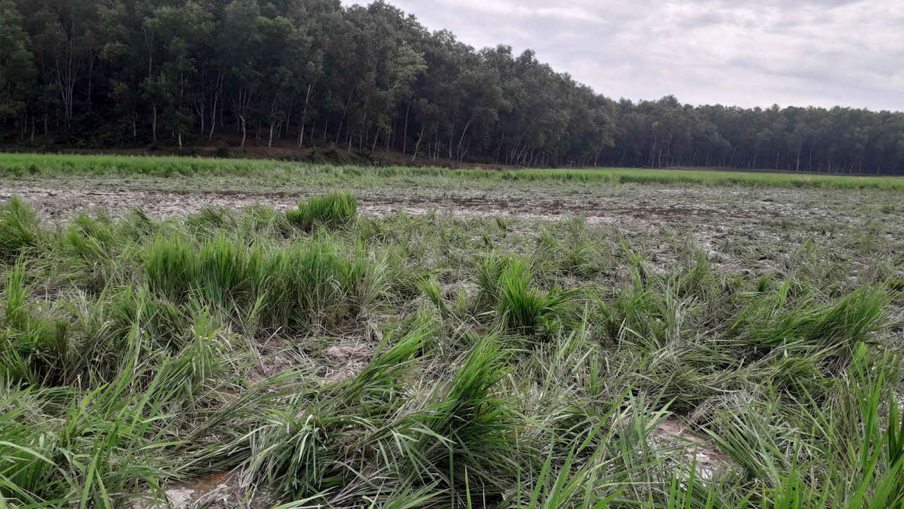 বন্যহাতির তাণ্ডবে আমন ফসলের ব্যাপক ক্ষতি