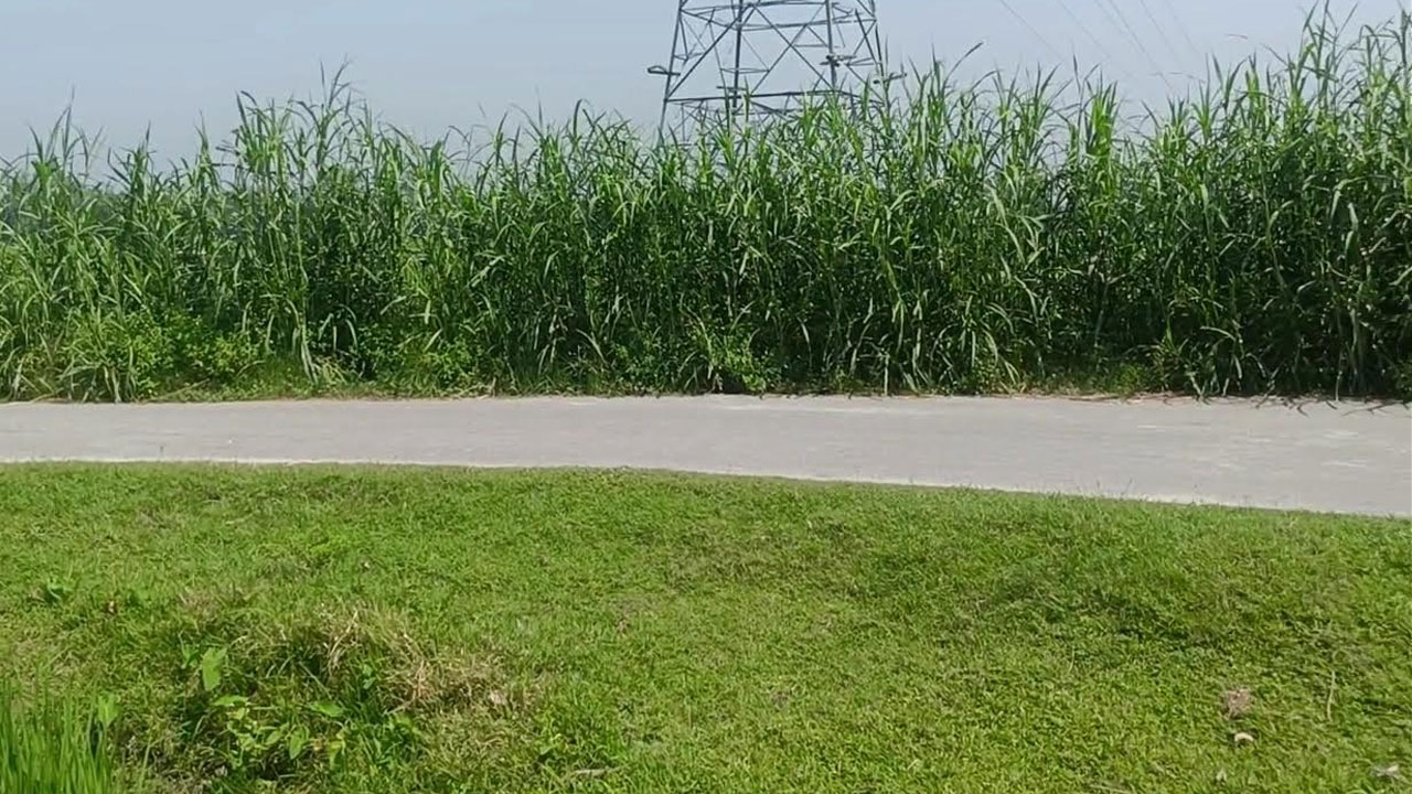 সড়কের দু’পাশে পতিত জমিতে ঘাস চাষ করে লাভবান খামারিরা