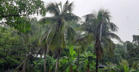 ঘূর্ণিঝড় ‘দানা’র প্রভাব : নোয়াখালীতে উপকূলজুড়ে থেমে থেমে বৃষ্টি