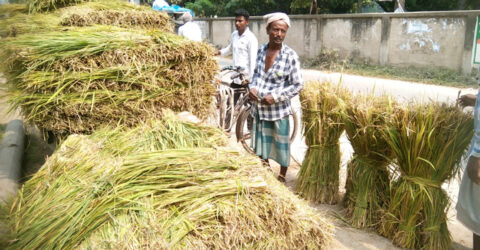 স্বল্প দামে গো খাদ্যের চাহিদা মেটাচ্ছে কাঁচা খড়