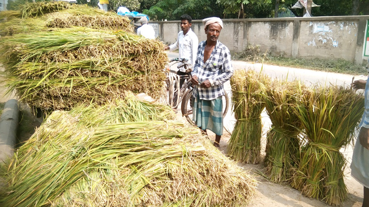 স্বল্প দামে গো খাদ্যের চাহিদা মেটাচ্ছে কাঁচা খড়