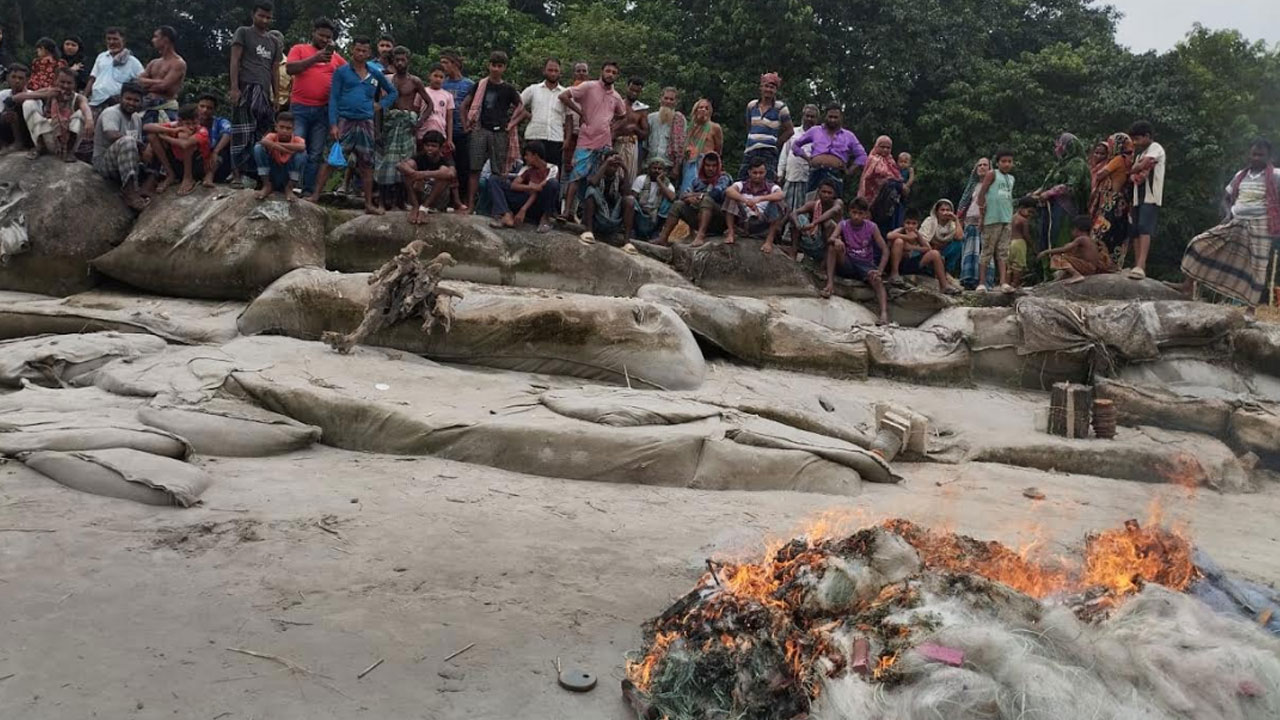 রাজবাড়ীতে ইলিশ রক্ষা অভিযানে ৮ জনের কারাদণ্ড, ৭২ কেজি মাছ জব্দ