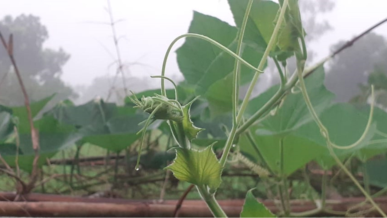 উত্তরে নামতে শুরু করেছে শীত